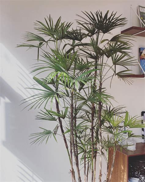 金山棕竹